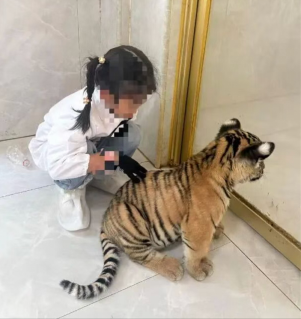 富深优配 广西平南幼虎咬伤女童，场馆称已与家长协商达成一致！将改进